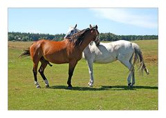 Amrum 2004 - Zwei Pferde auf Amrum ...