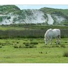 Amrum 2007 - Day.10