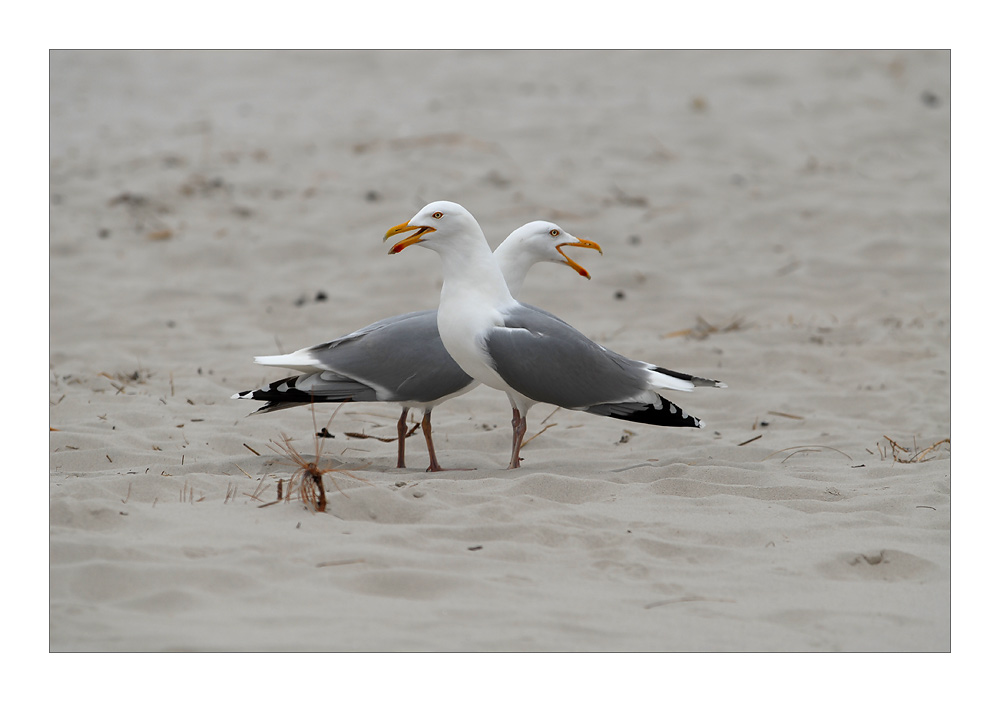 Amrum 2007 - Day.12