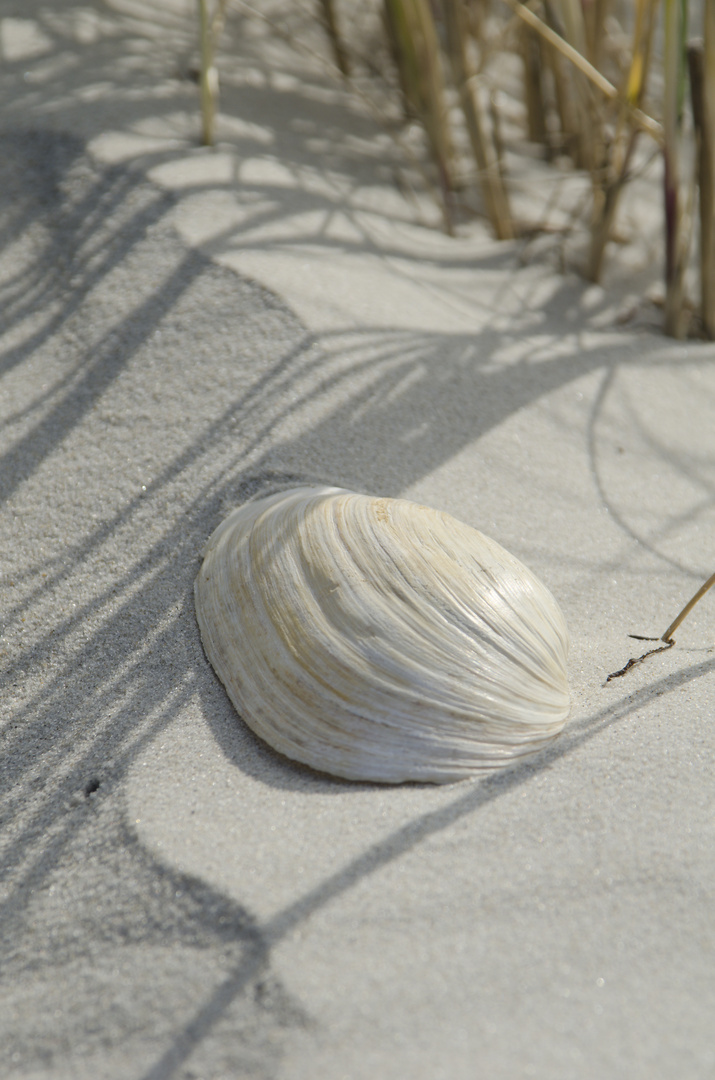 Amrum 2013_02