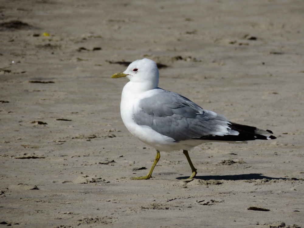 Amrum 2015/4