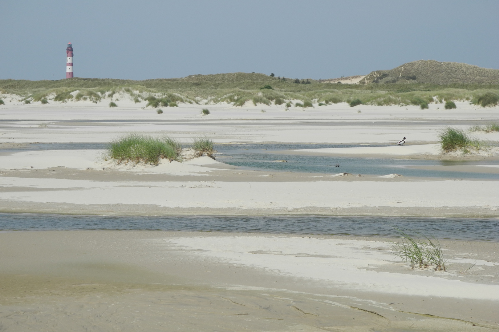 Amrum