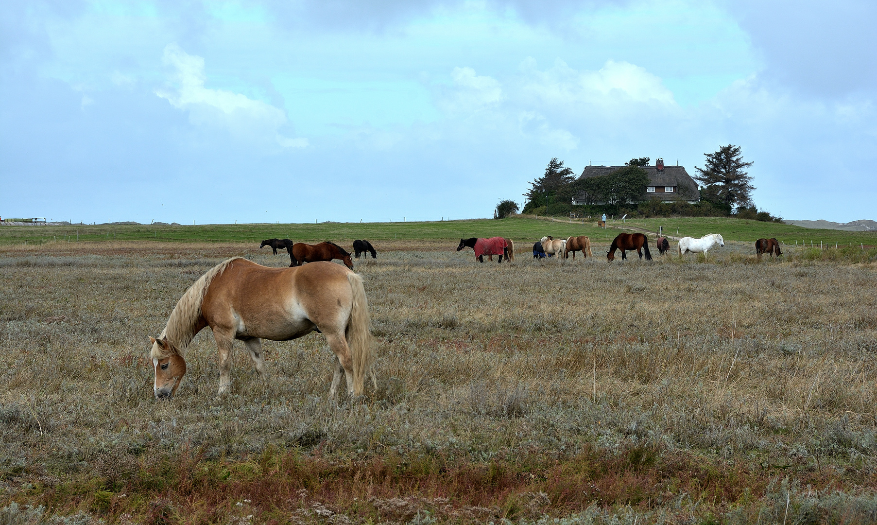 Amrum auf der Wattseite zwischen Nebel und Norddorf