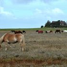 Amrum auf der Wattseite zwischen Nebel und Norddorf