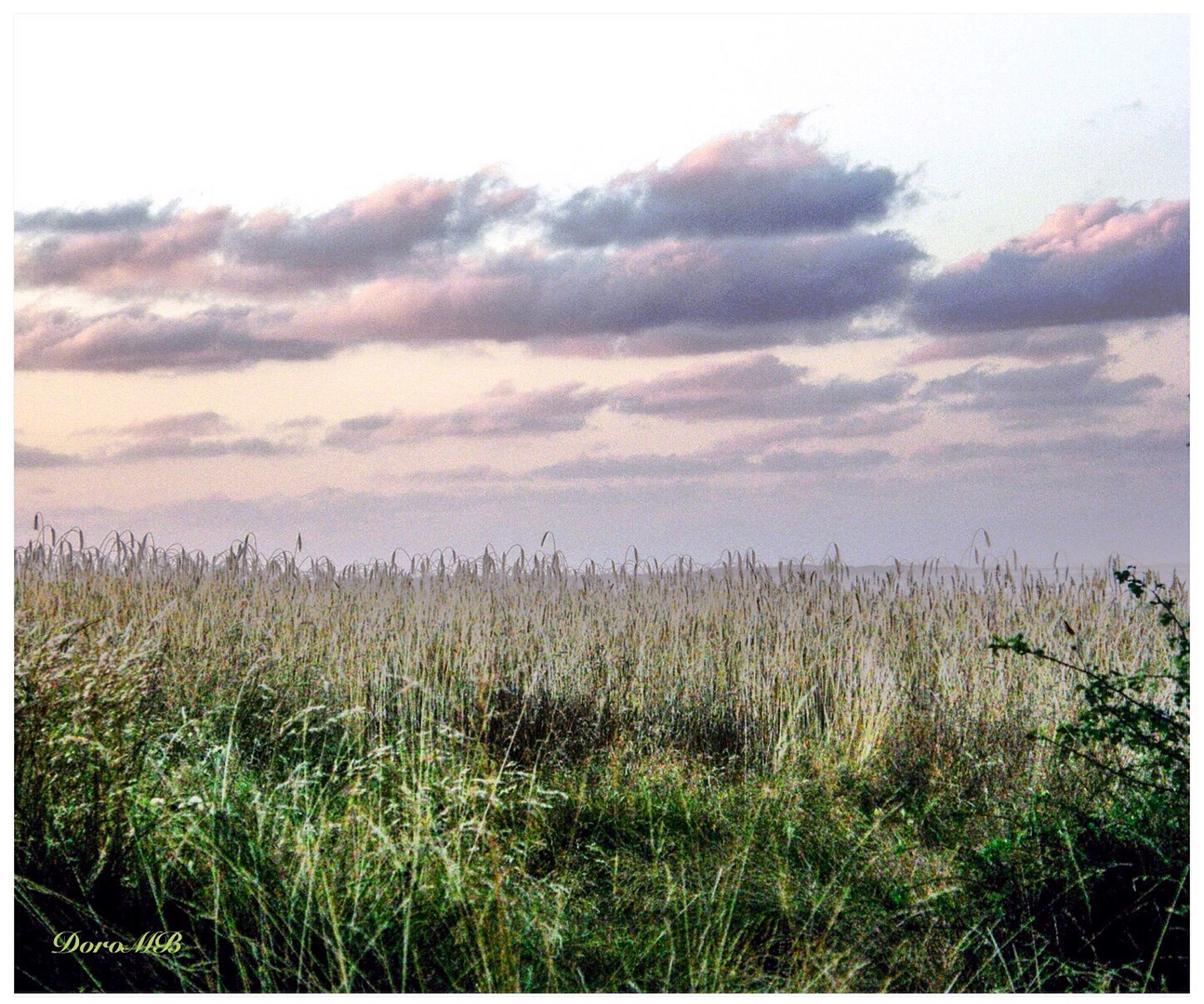 Amrum