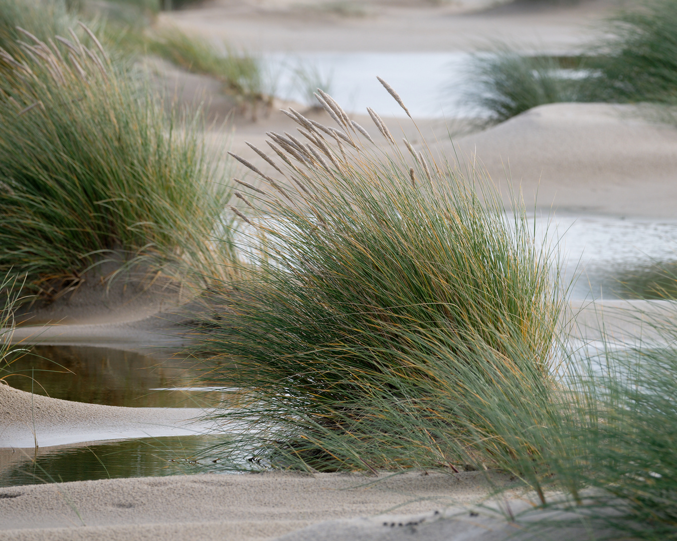 Amrum * Büschelmuster