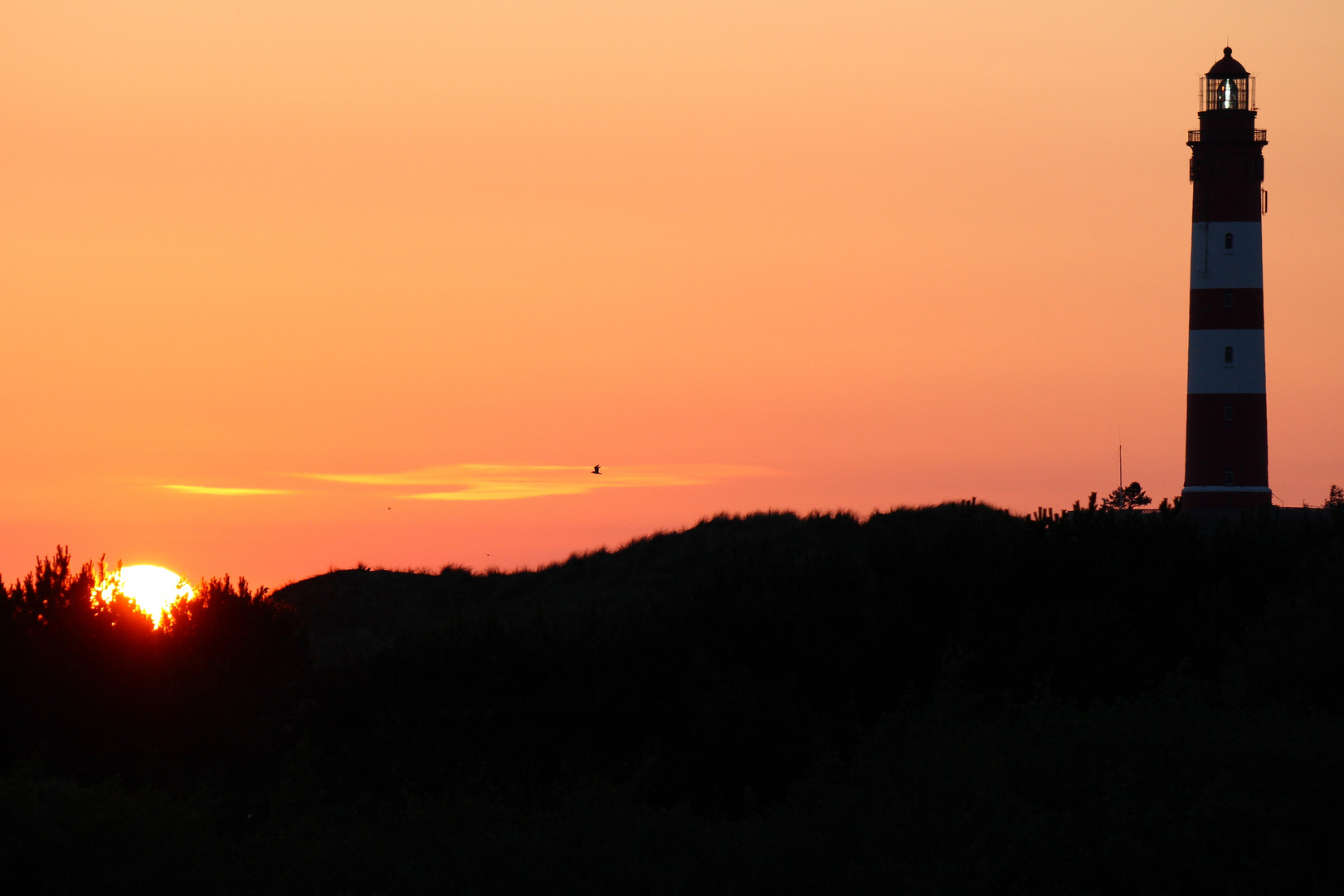 Amrum