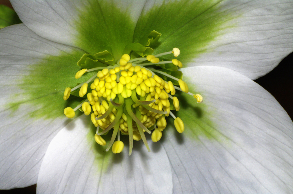 Amrum - Christrose