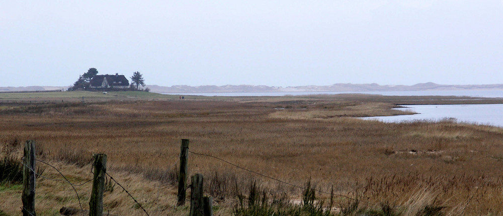 Amrum