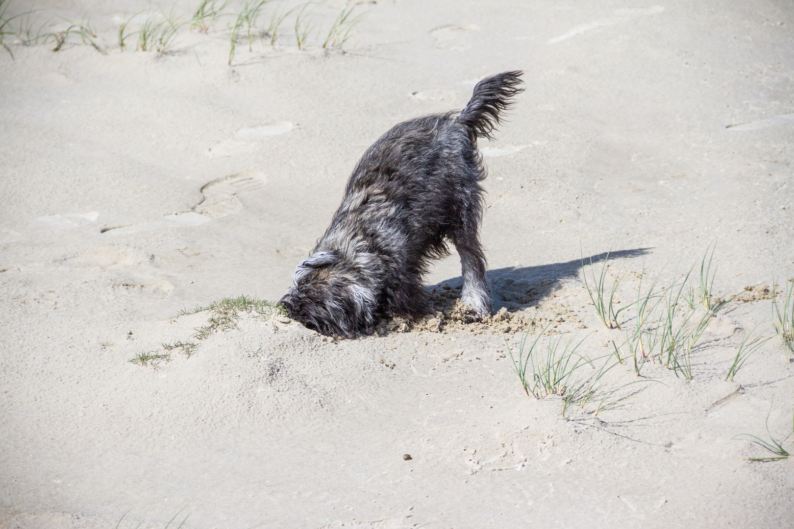 Amrum 