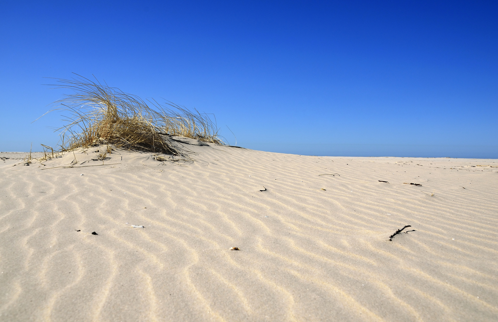 Amrum