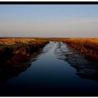 Amrum