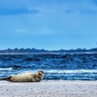 Amrum mit Robbe und Blick auf Sylt