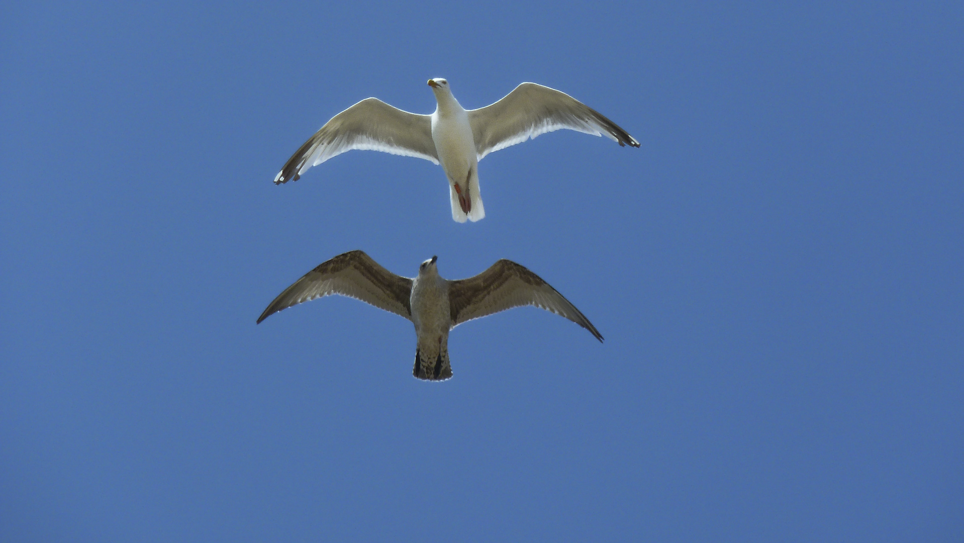 Amrum - Möwe mit Jungem im Flug