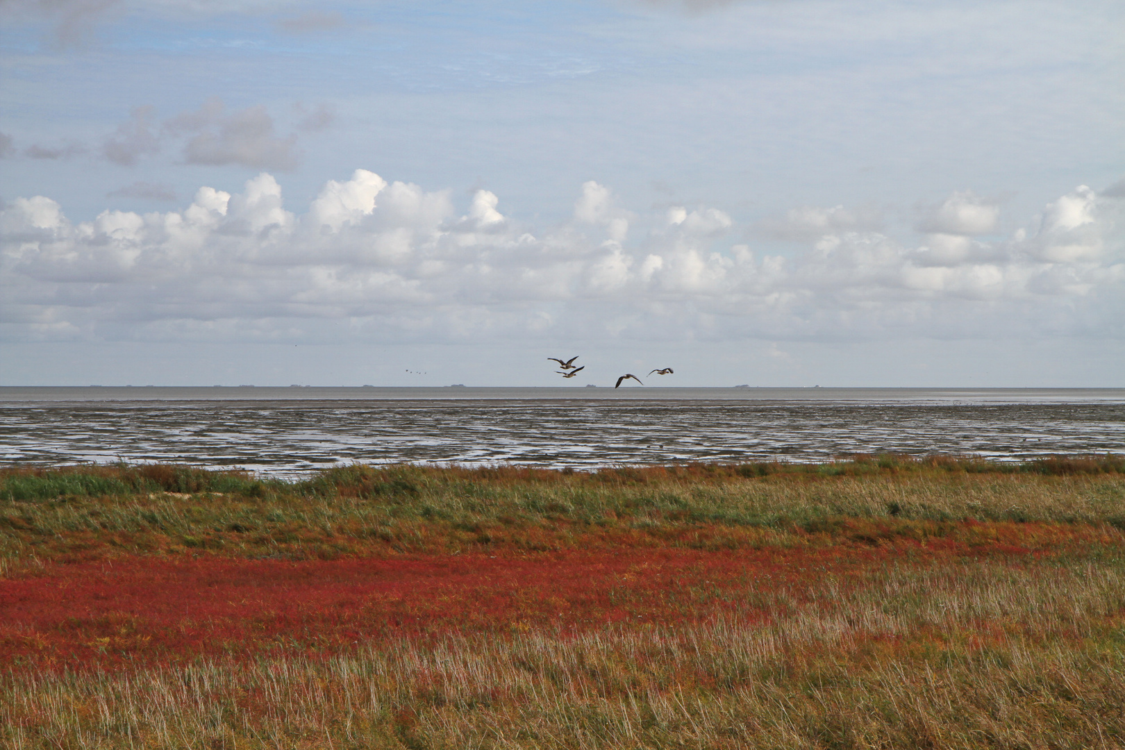 Amrum - Nebel: Blick über die Heidelandschaft auf das Wattenmeer