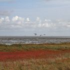 Amrum - Nebel: Blick über die Heidelandschaft auf das Wattenmeer