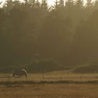 Amrum, Nebel