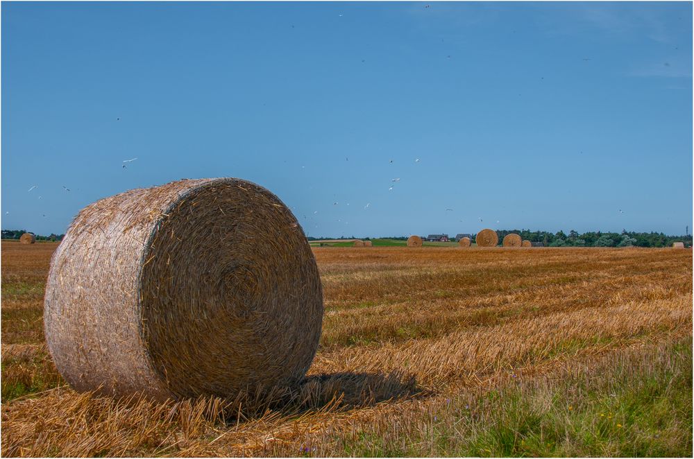 Amrum Rollen