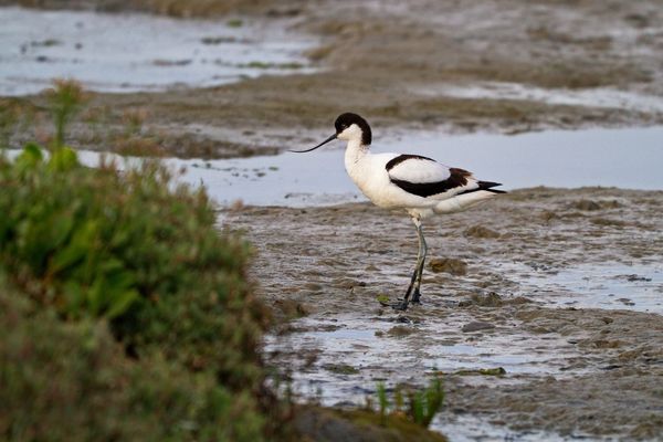 Amrum - Säbelschnäbler abends am Wattenmeer