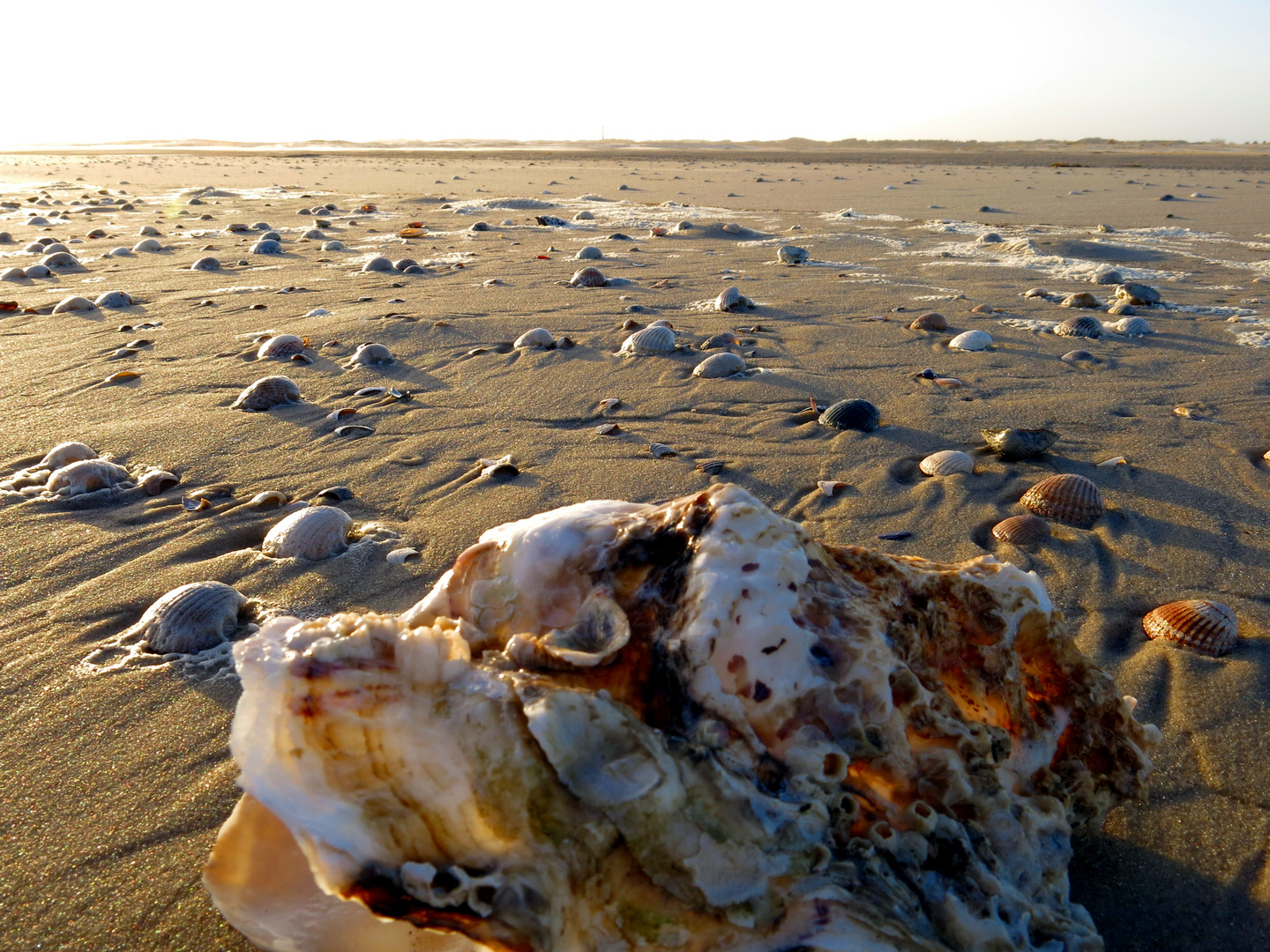 Amrum - Sand und Muscheln im Überfluss