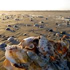 Amrum - Sand und Muscheln im Überfluss