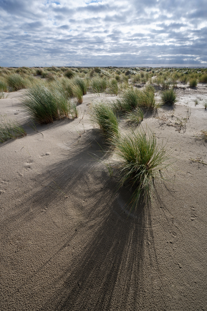 Amrum * Schattengras