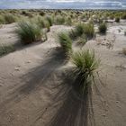 Amrum * Schattengras