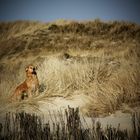 Amrum-Urlaub (bearbeitet)