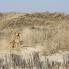 Amrum-Urlaub