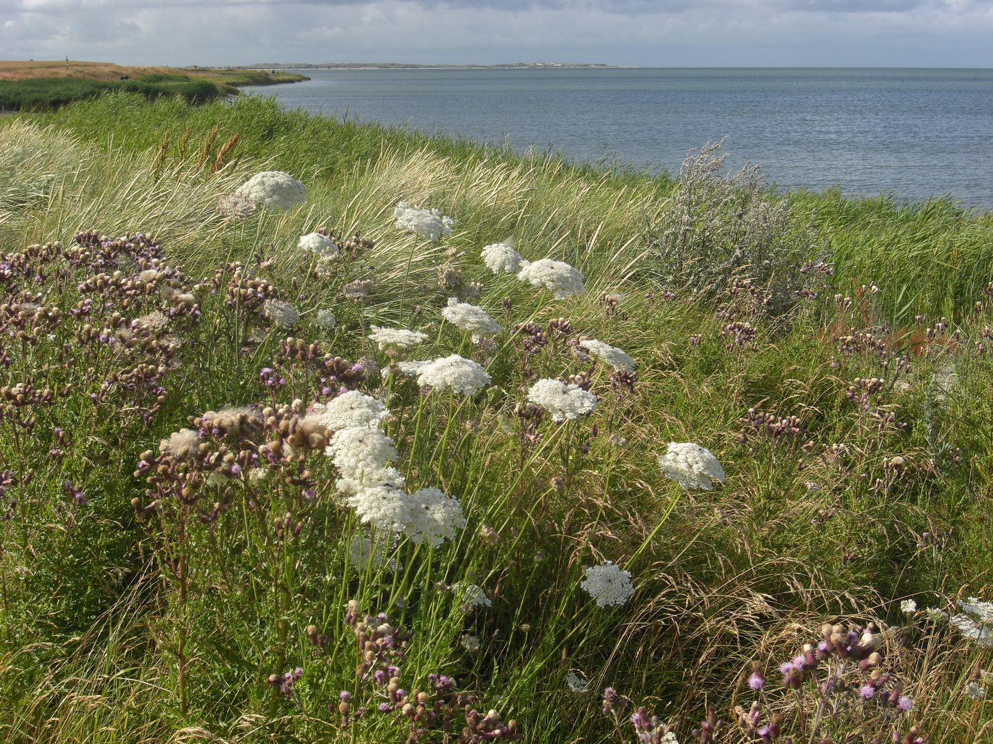 Amrum - Wiesenblumen