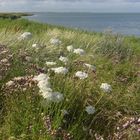 Amrum - Wiesenblumen