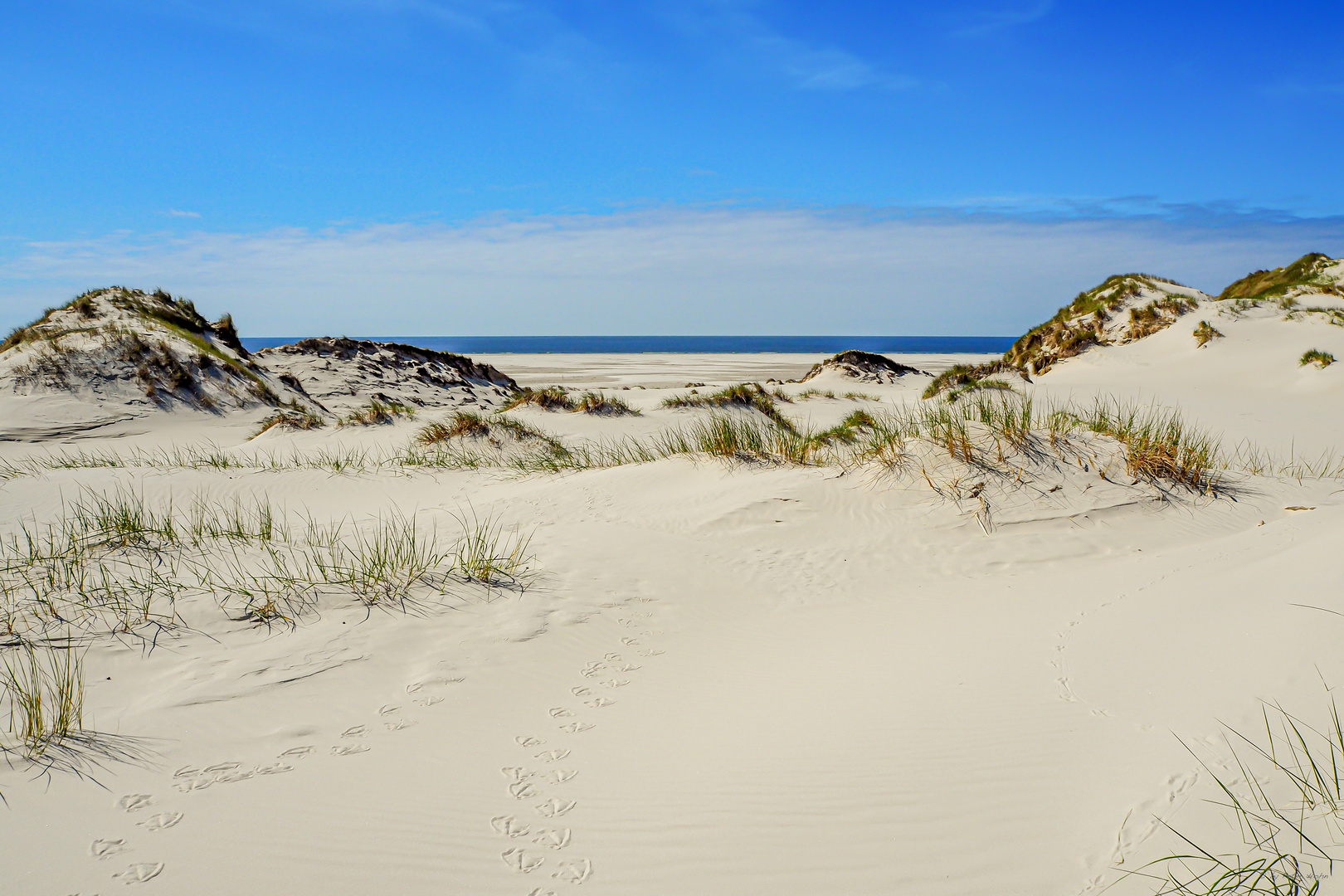 AMRUM_2023