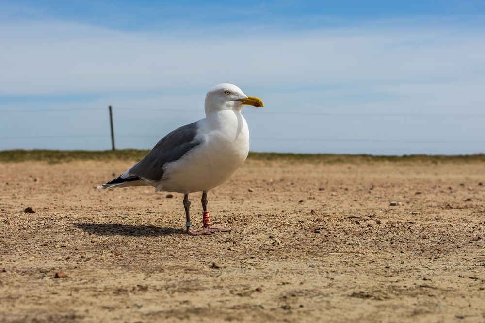 AMRUM_2023