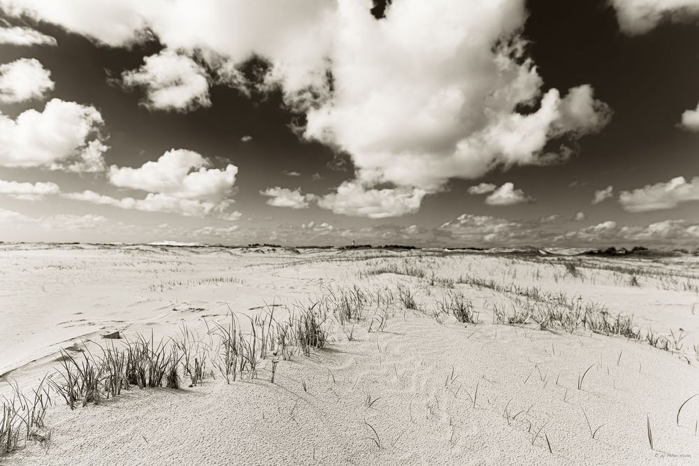 AMRUM_2023