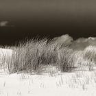 AMRUM_2023