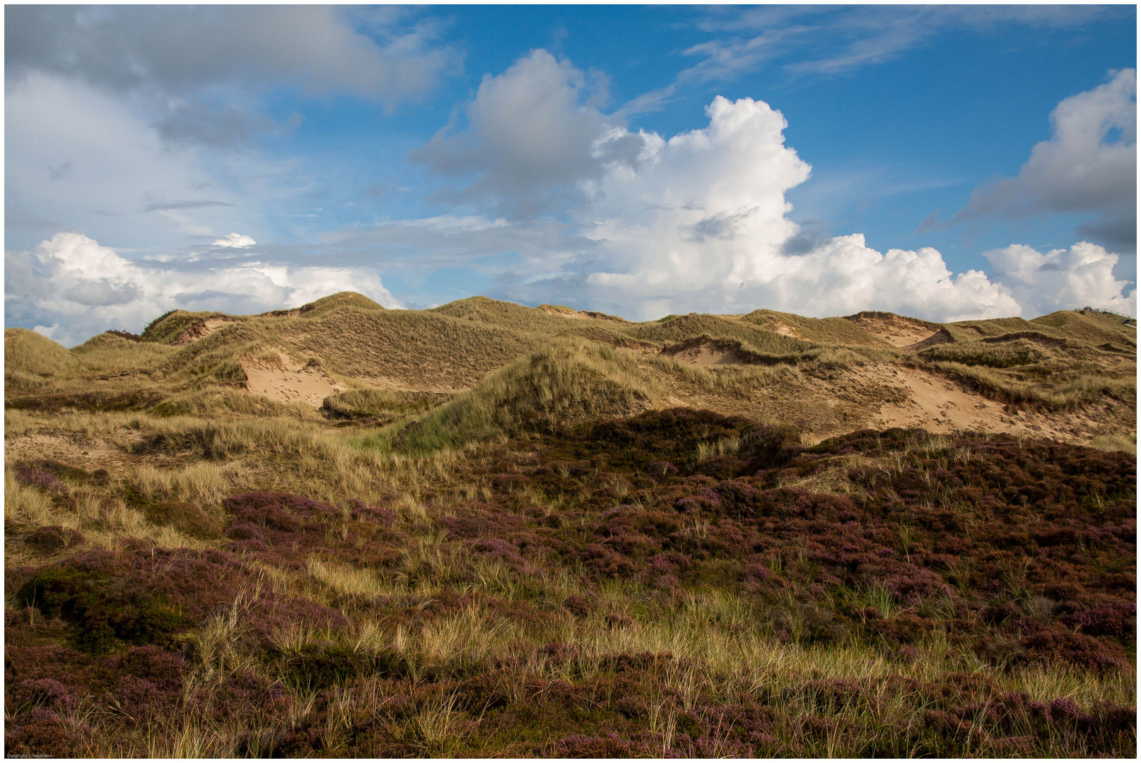 Amrumer Dünenlandschaft