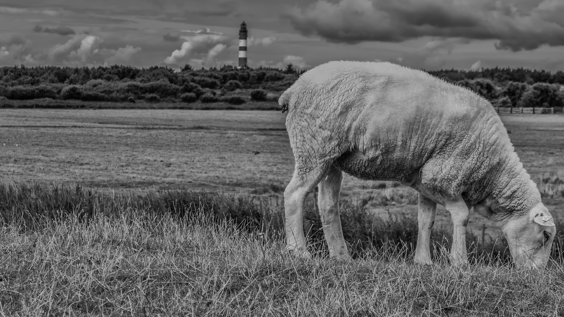 Amrum´s Inselschönheiten