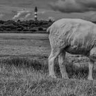 Amrum´s Inselschönheiten