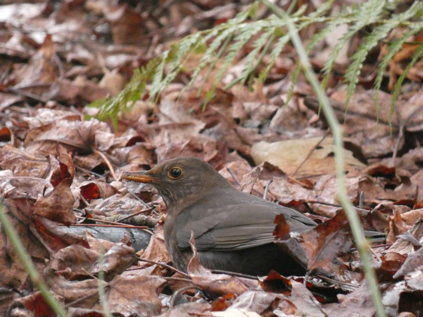 Amsel