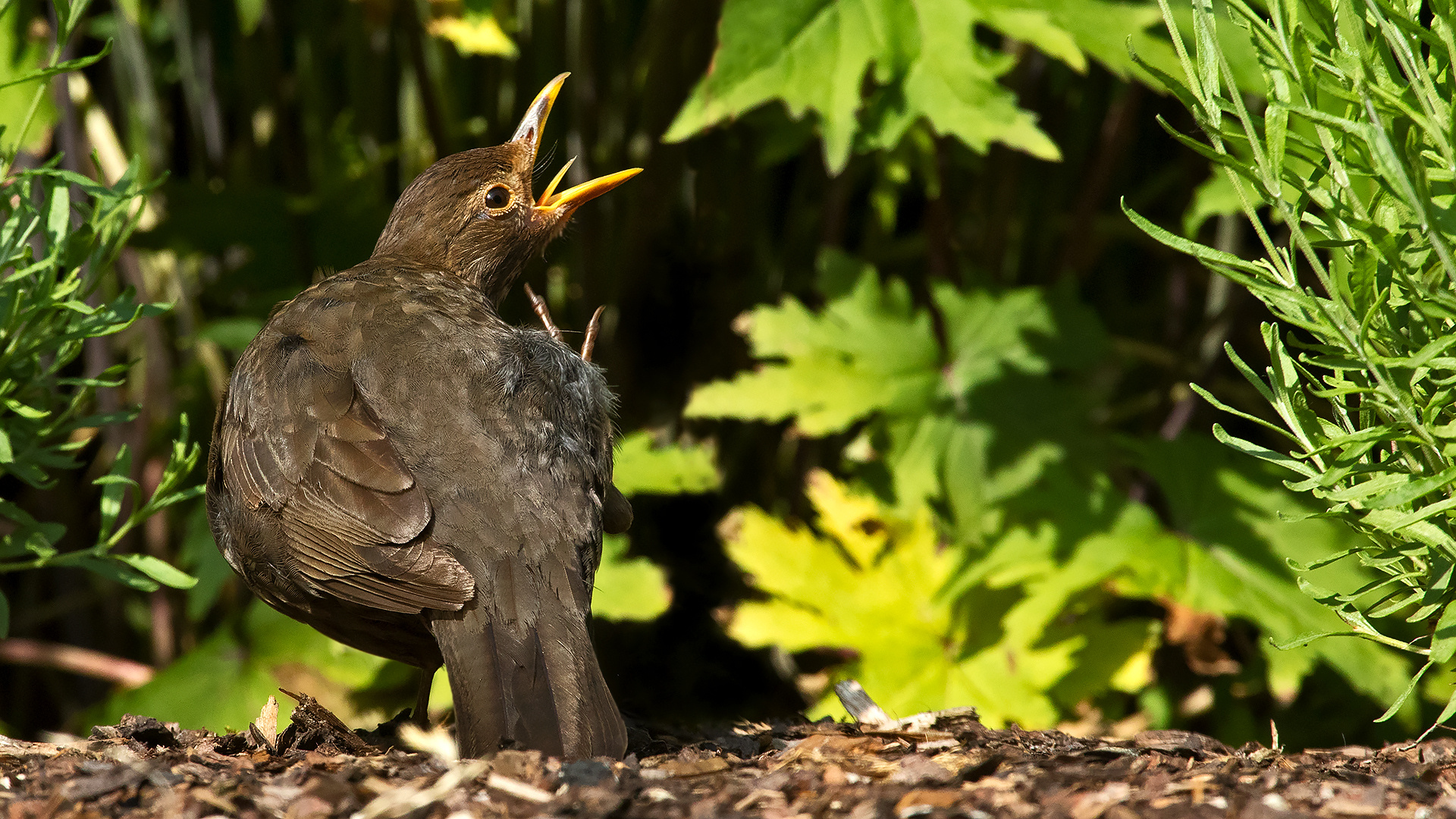 Amsel 001