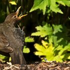 Amsel 001