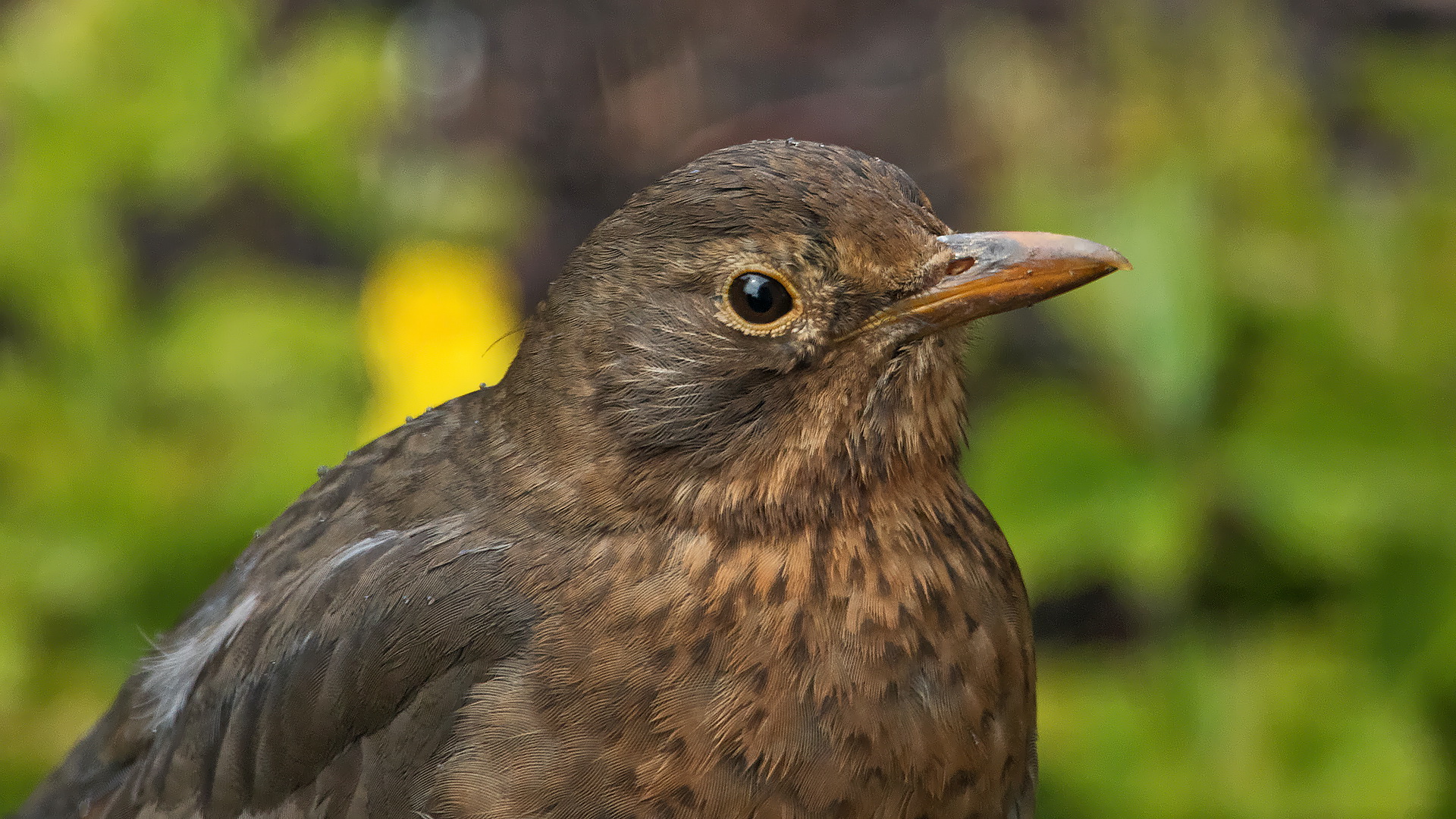 Amsel 001