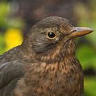 Amsel 001