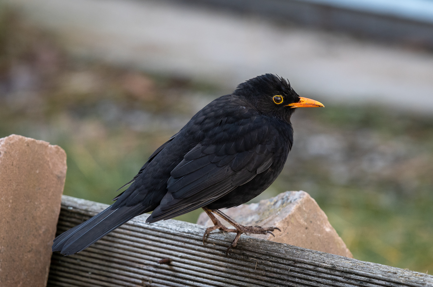 Amsel