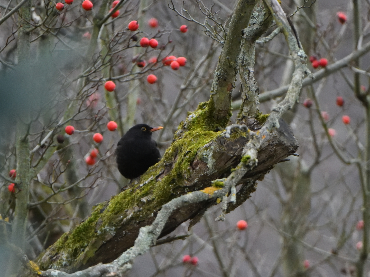 Amsel