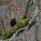 Amsel