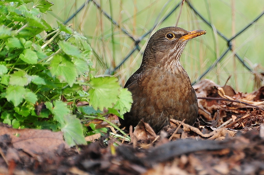 Amsel #01