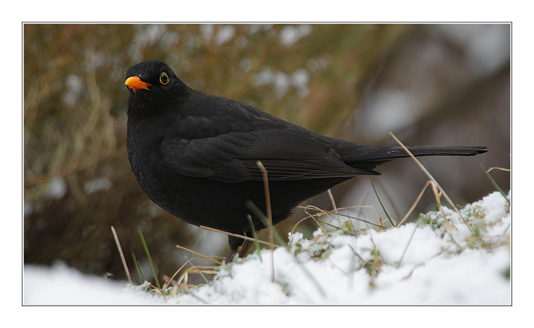 Amsel 01