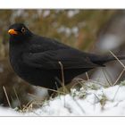 Amsel 01