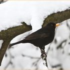 Amsel 01